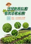 绿色蔬菜种植展示