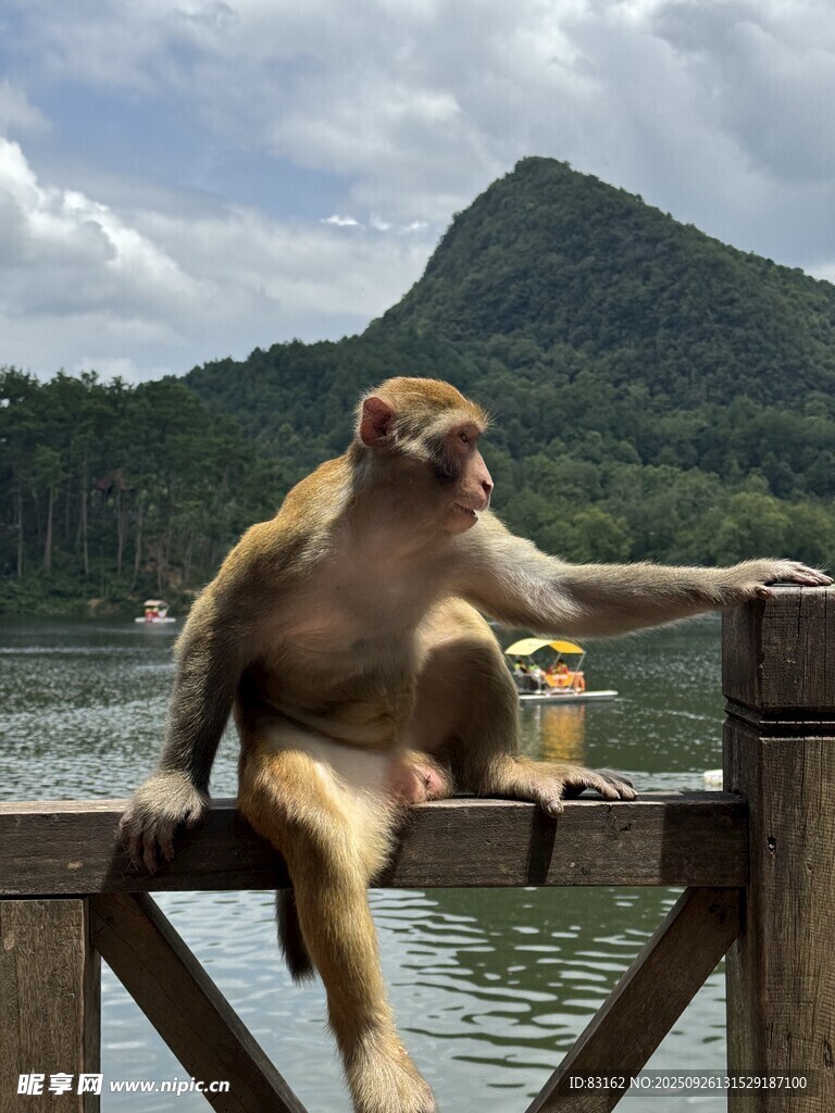 木栏上的猴子赏山水风光