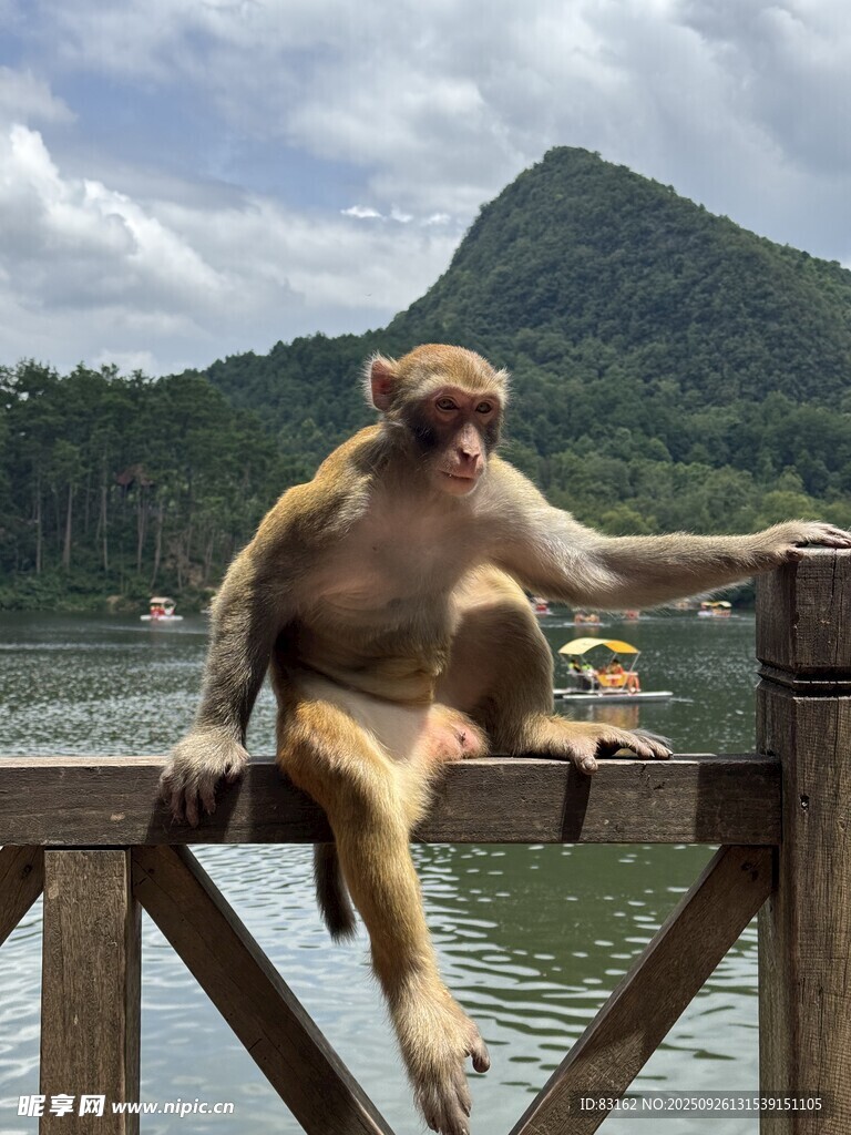 悠闲猴子坐于湖畔木栏