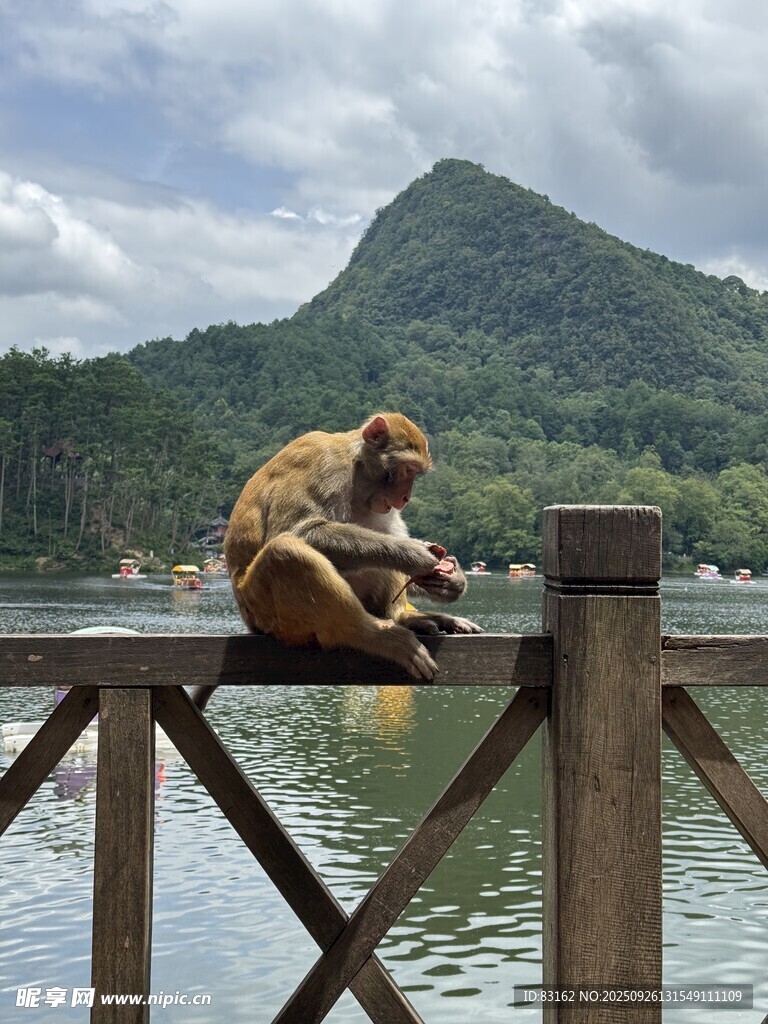 桥上猴子专注进食