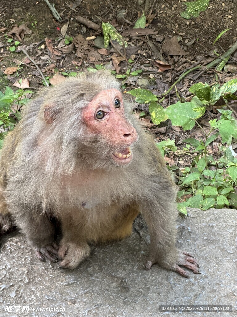 石上坐立的猕猴