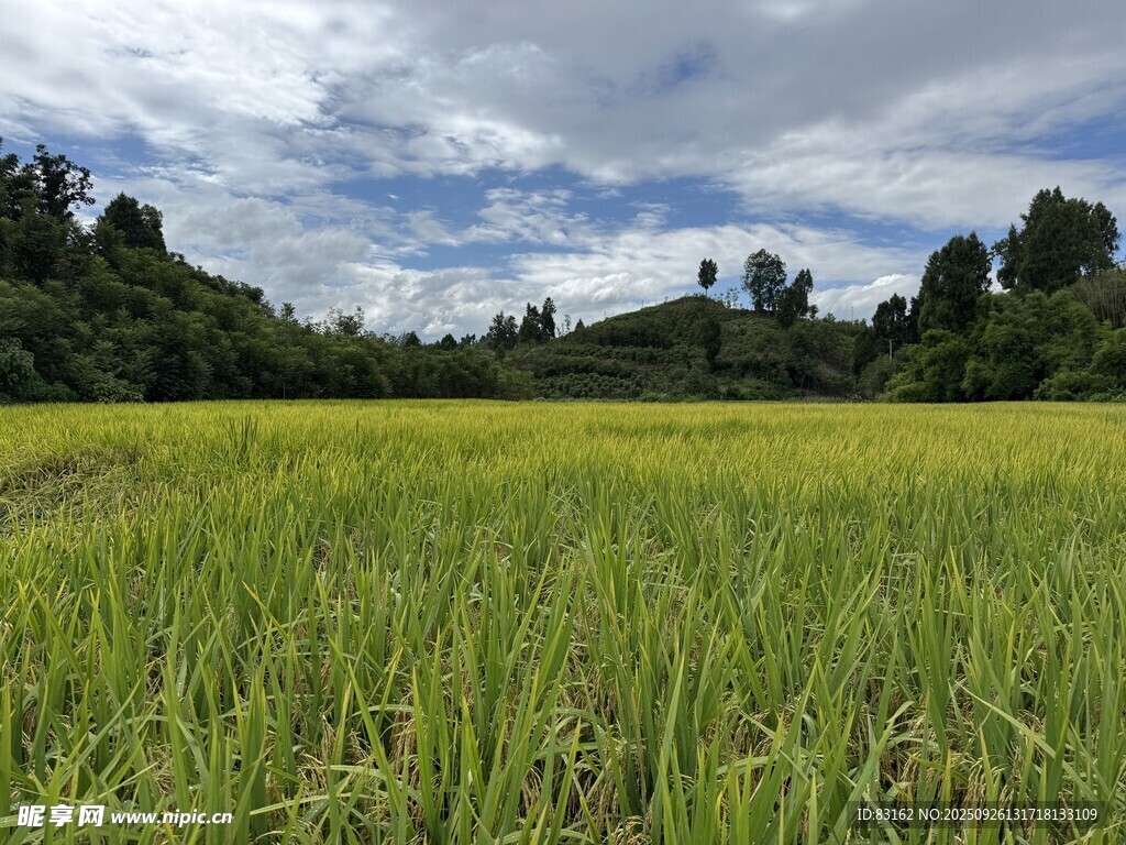 广袤稻田与远处葱郁山林
