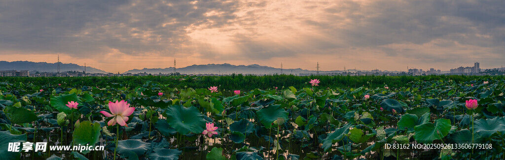 夏日荷塘美景