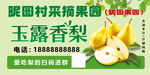 玉露香梨 