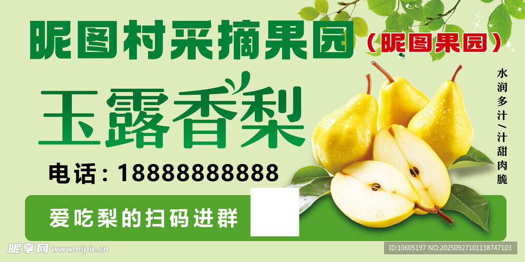 玉露香梨 