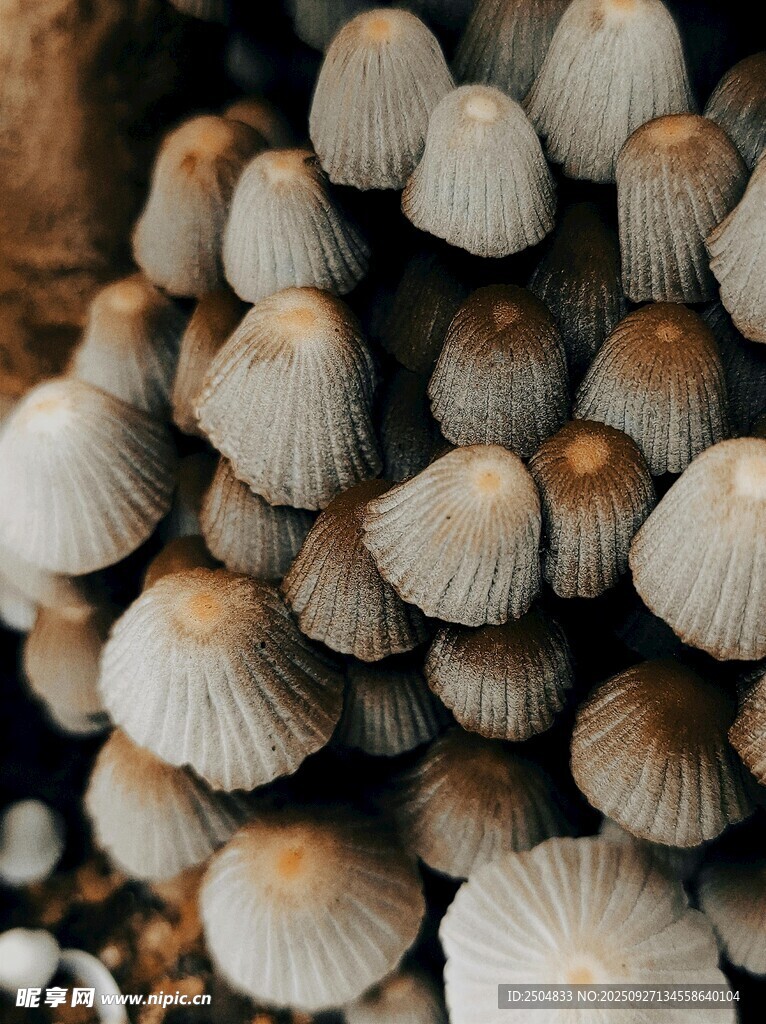 密集生长的灰褐色小蘑菇
