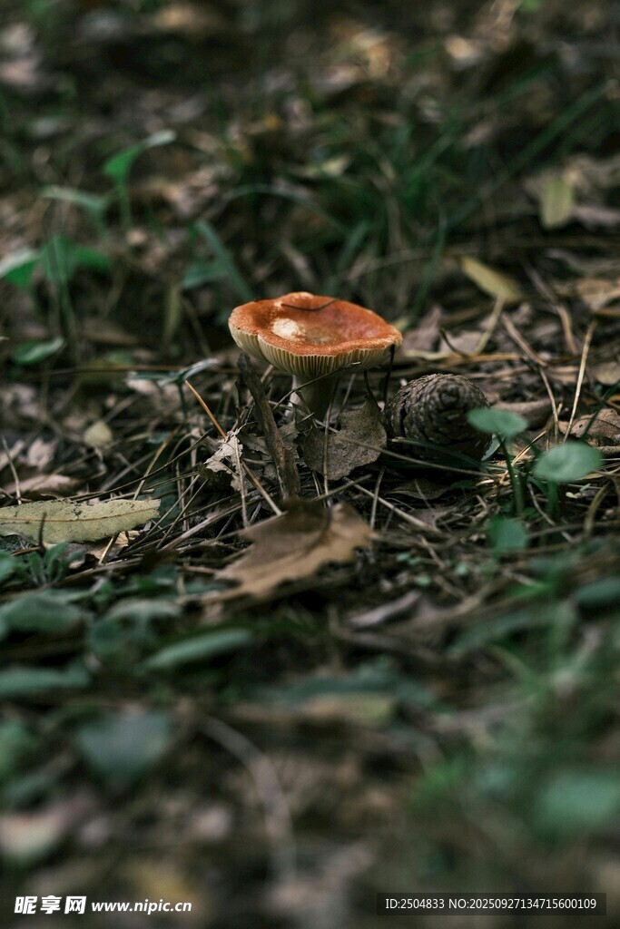 森林中的橙色蘑菇
