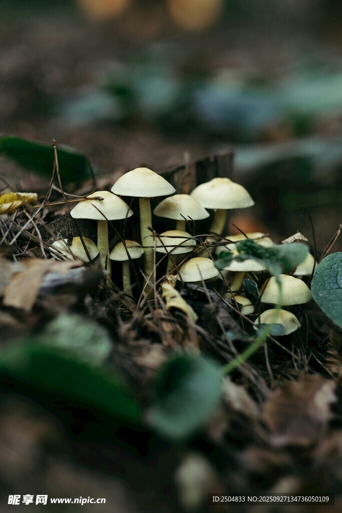 林间小蘑菇 清新自然风