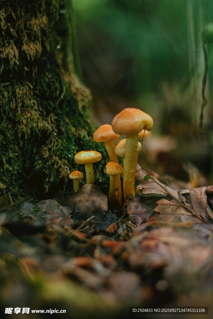 森林中生长的黄色小蘑菇