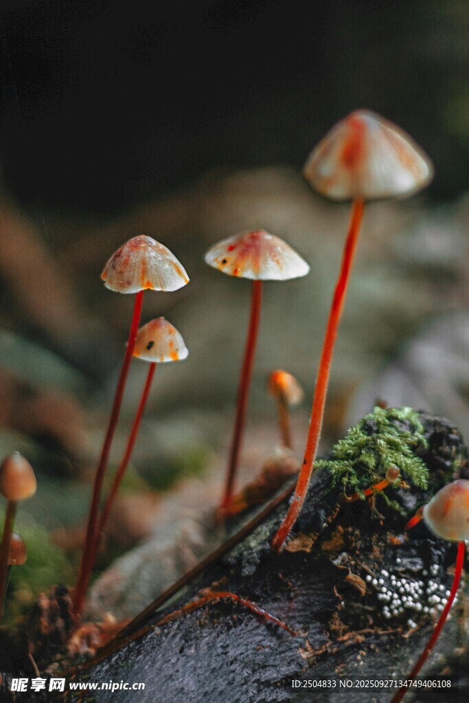 林间小巧蘑菇特写