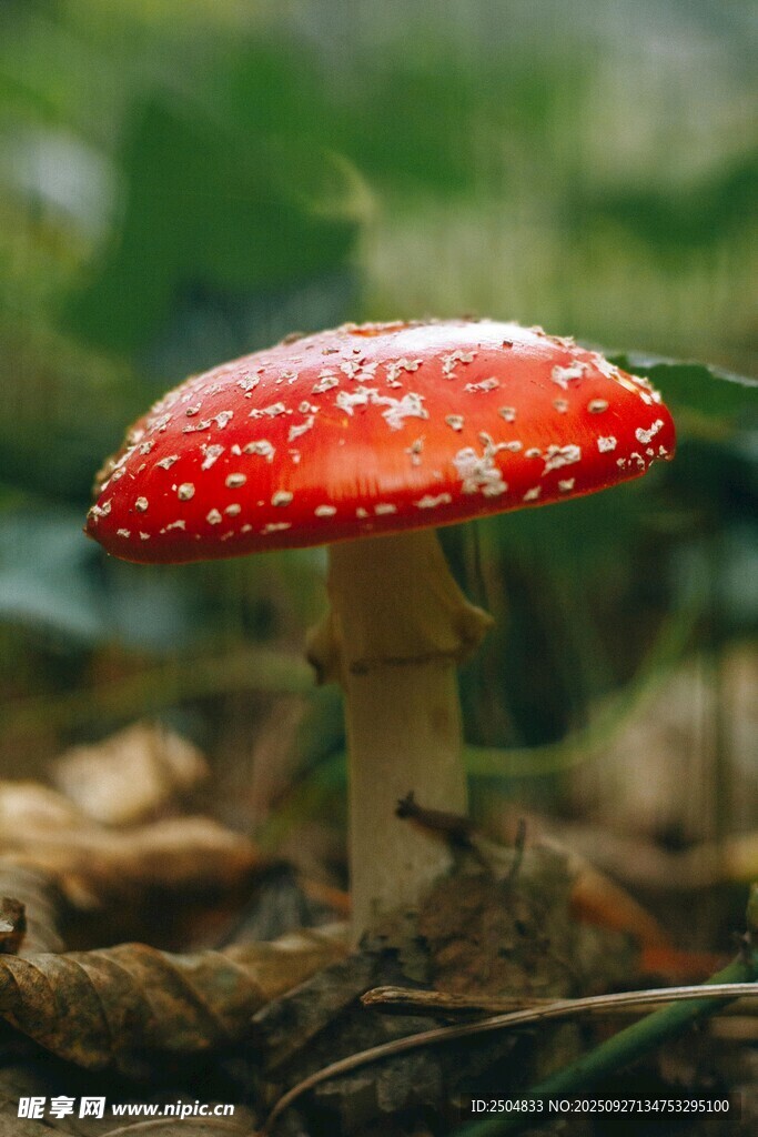 鲜艳红蘑菇生长于林地
