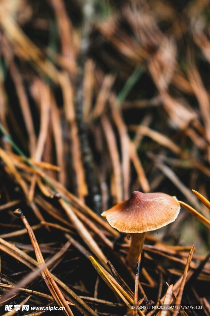 松针间的小巧蘑菇