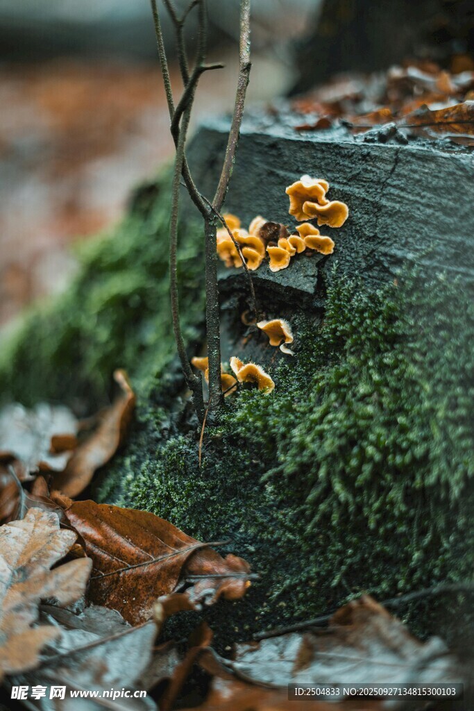 青苔上的金黄蘑菇