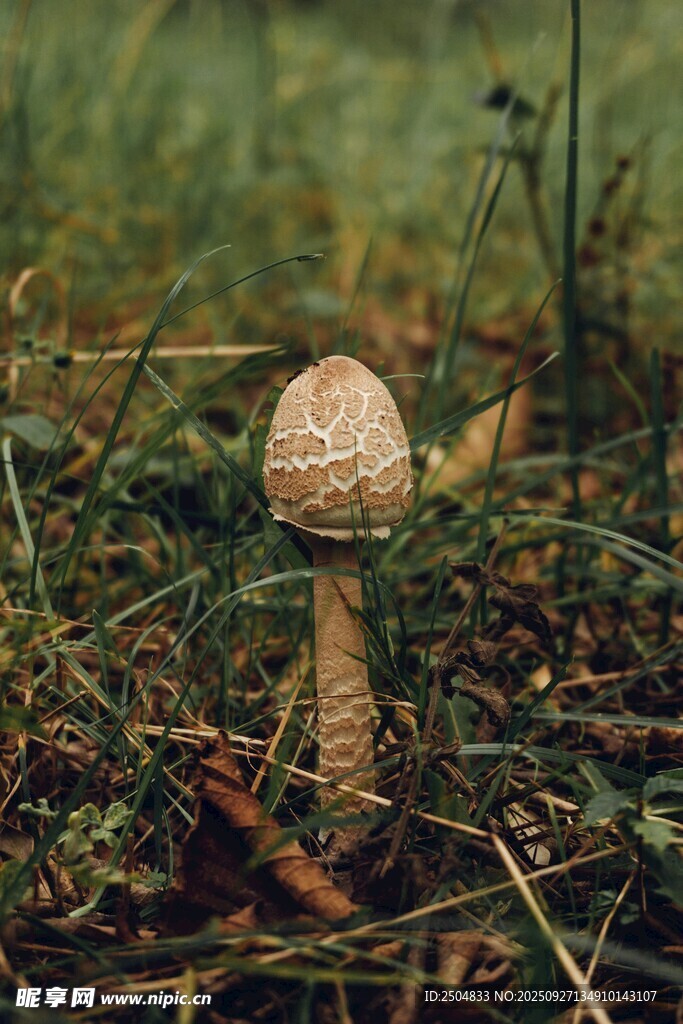 草丛中的蘑菇