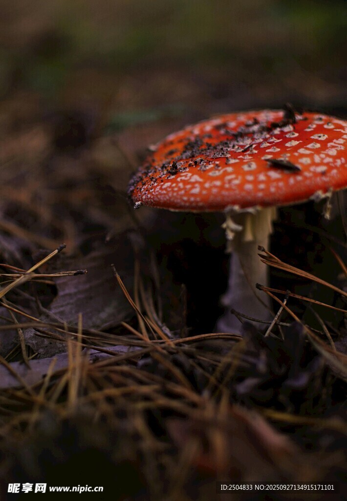 森林中的红色斑点蘑菇
