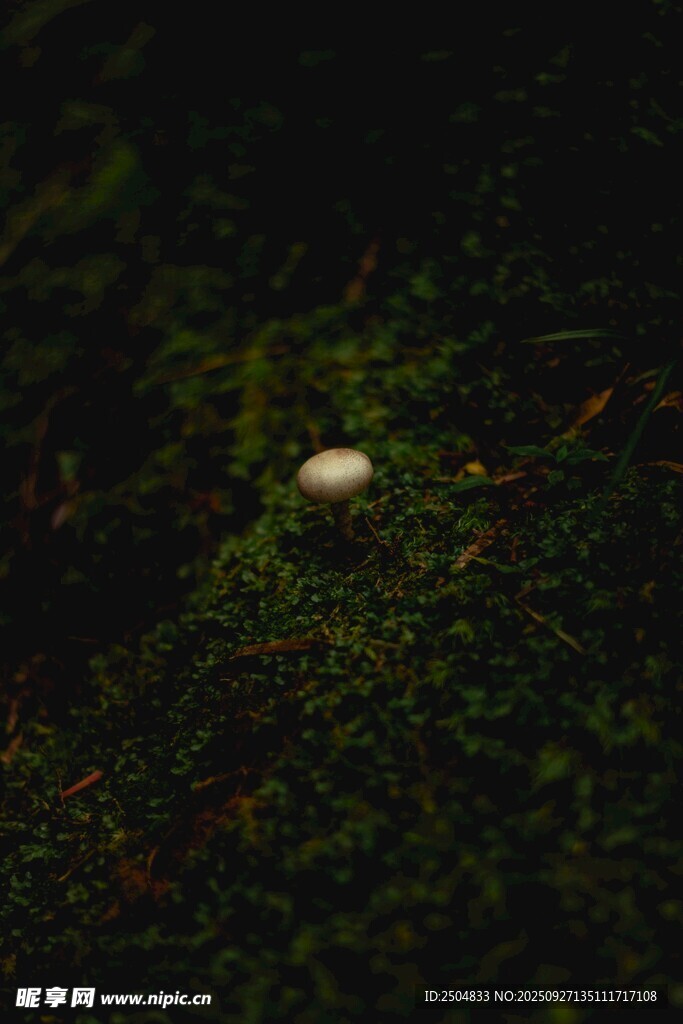 苔藓上的白色蘑菇