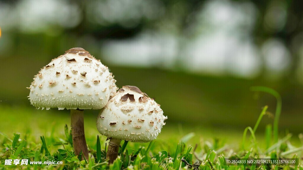 草地上的可爱双生蘑菇