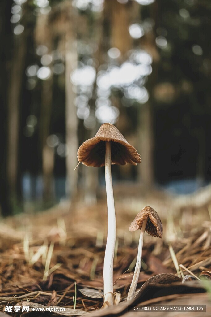 林间小蘑菇