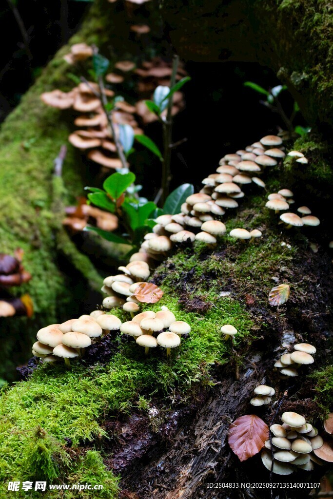 森林中多彩蘑菇与苔藓景观