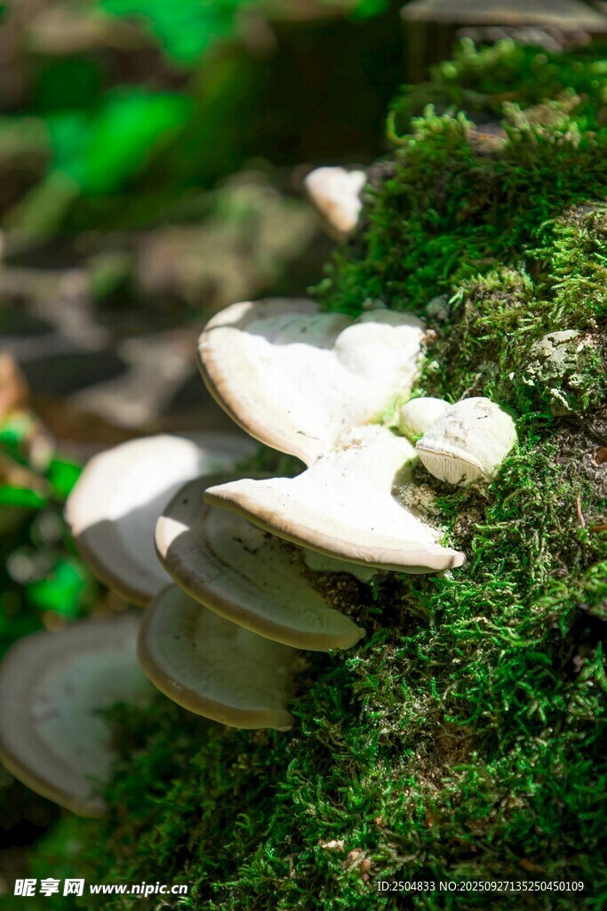 青苔上的白色蘑菇