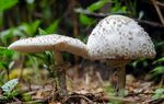 野外生长的双生白色蘑菇