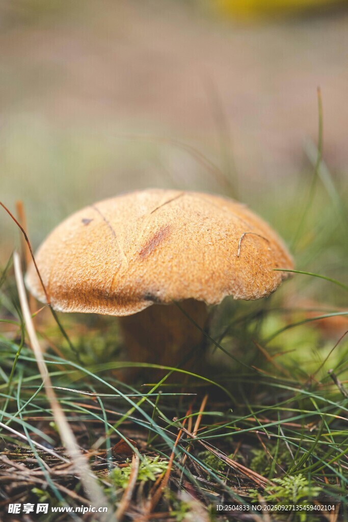 草地上的棕色蘑菇