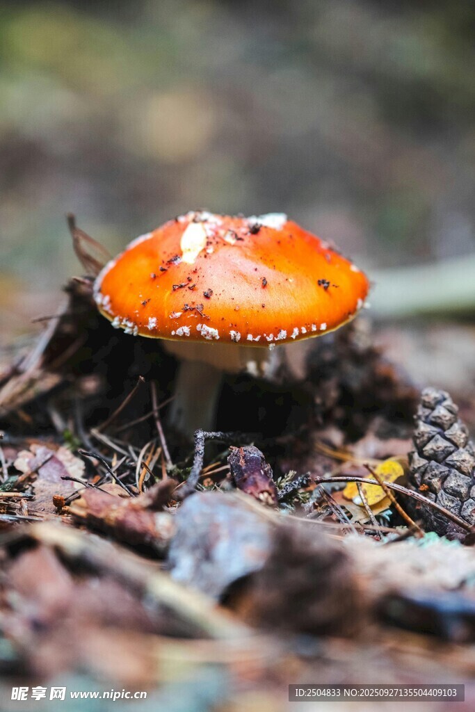 橙色斑点蘑菇生长于林地