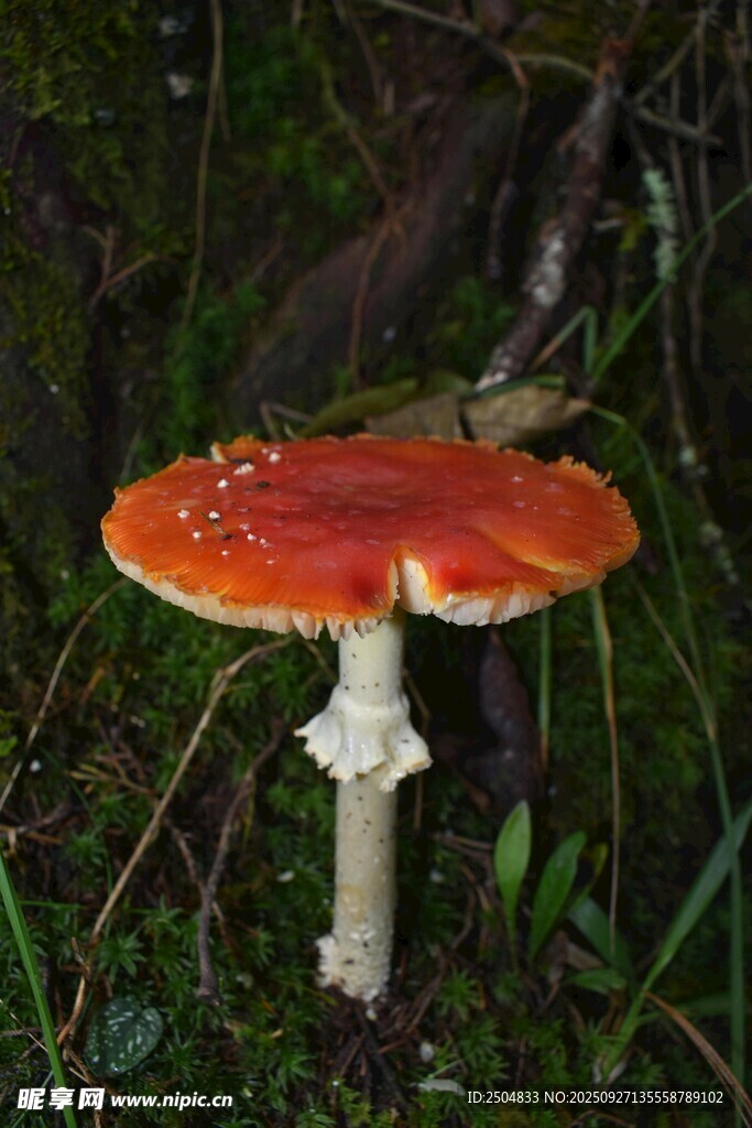 森林中的鲜艳红蘑菇
