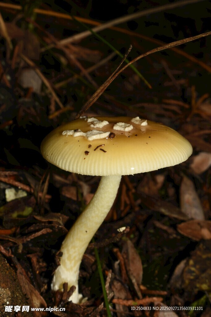 森林中的黄色蘑菇