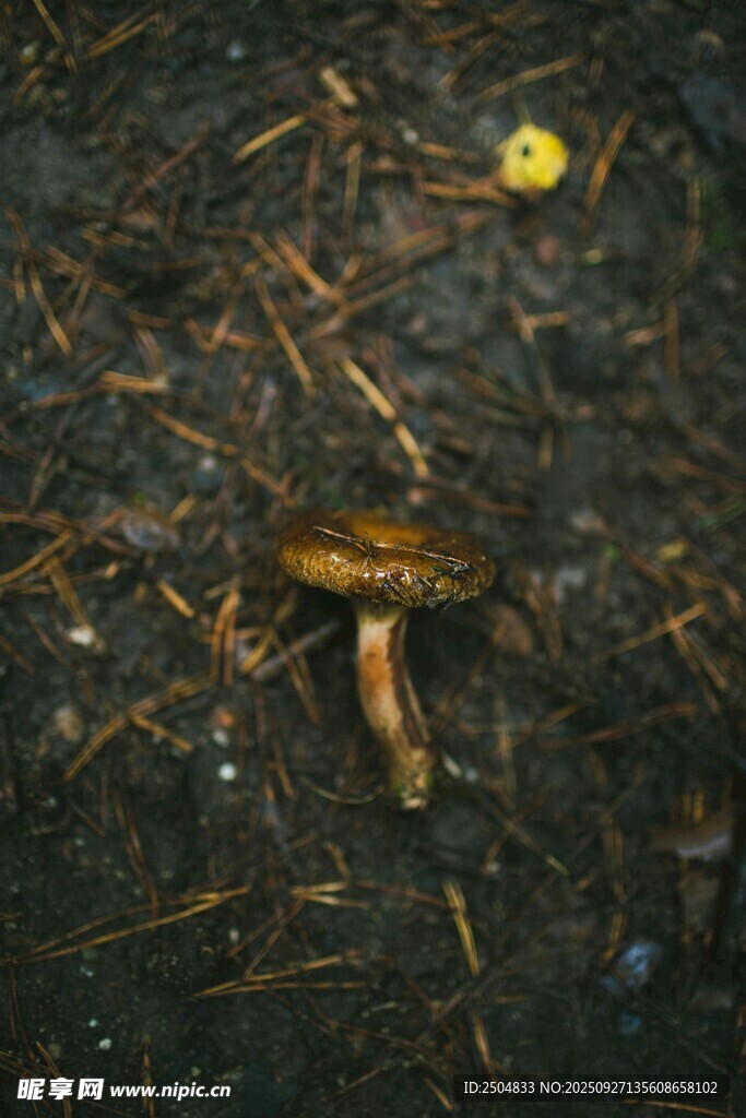 地面上的蘑菇及周边景象