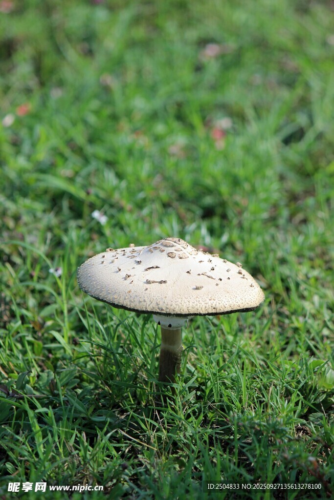 草地上的白色蘑菇