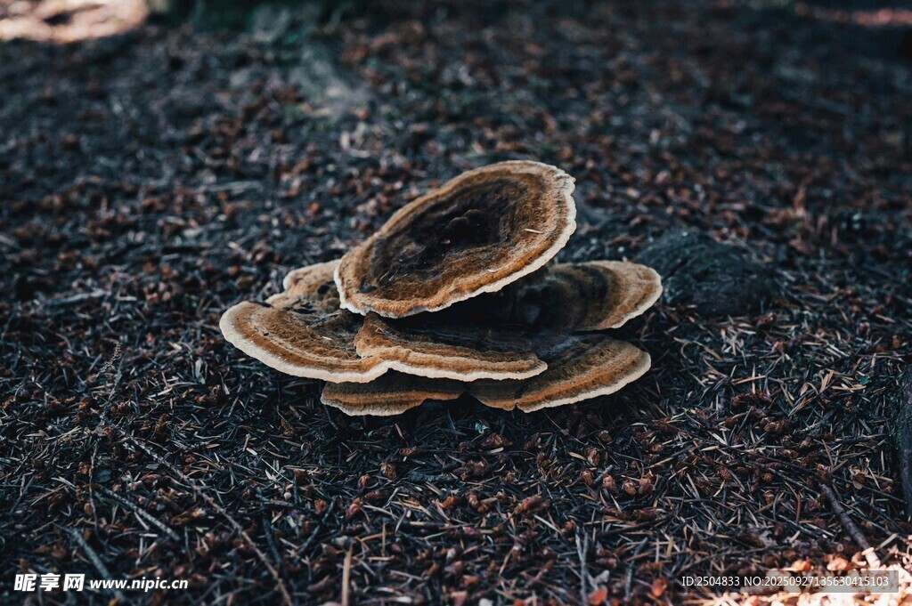 地面上的堆叠蘑菇