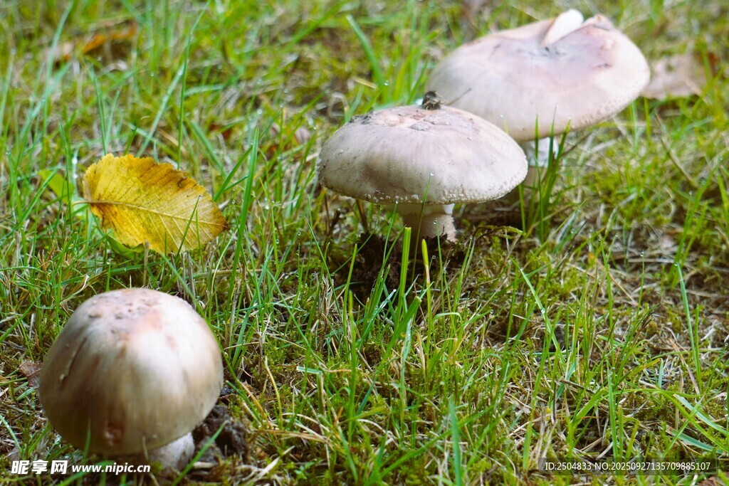 草地上的蘑菇