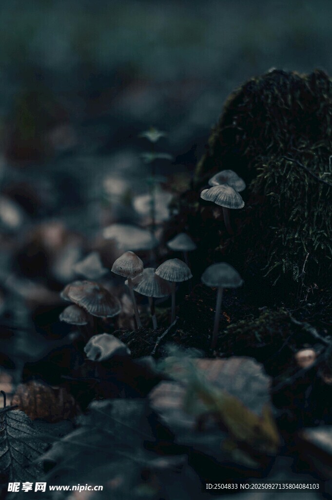林间小蘑菇 自然小景致