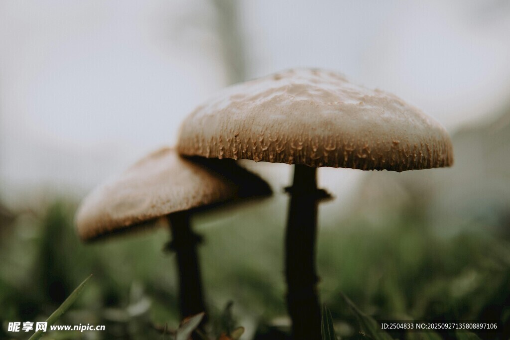 草地上的双生蘑菇