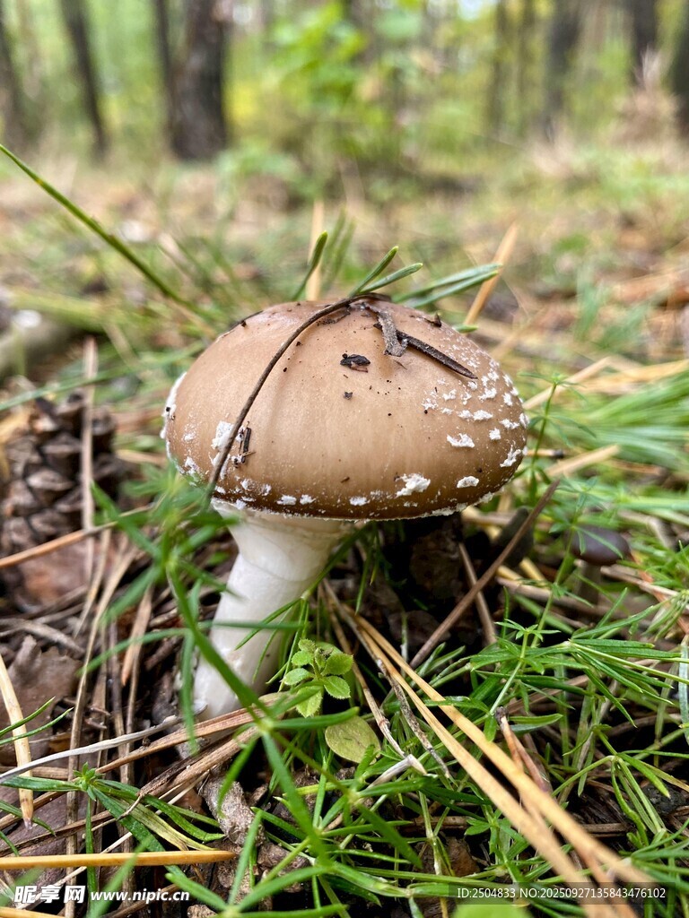 森林中的棕色斑点蘑菇