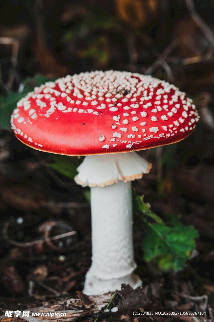 鲜艳红菇生长于林间