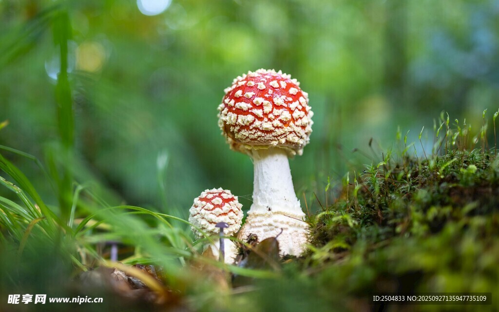 森林中的美丽小蘑菇