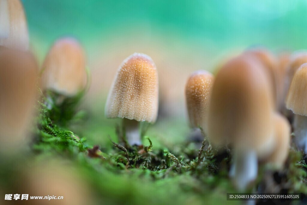 林间小蘑菇 清新自然景