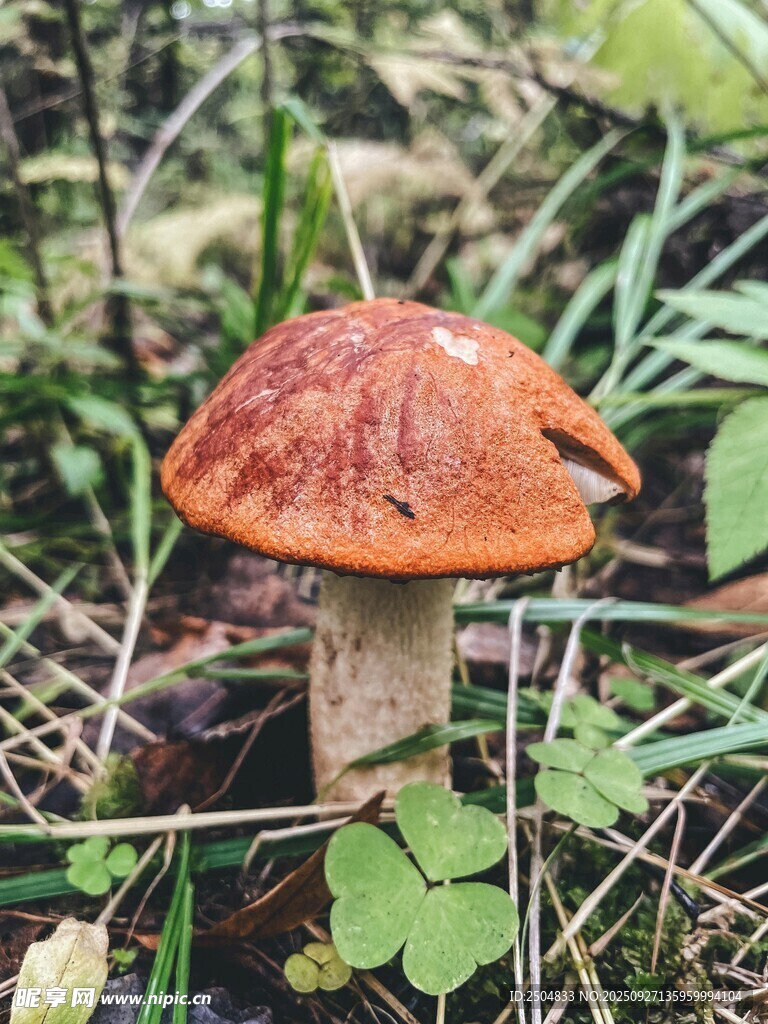 森林中的橙色蘑菇