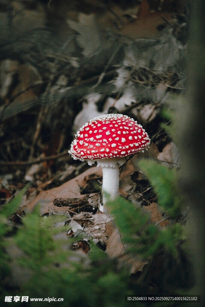 森林中的红白斑点小蘑菇