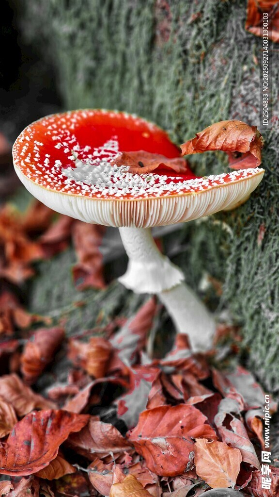 森林中艳丽的红菇