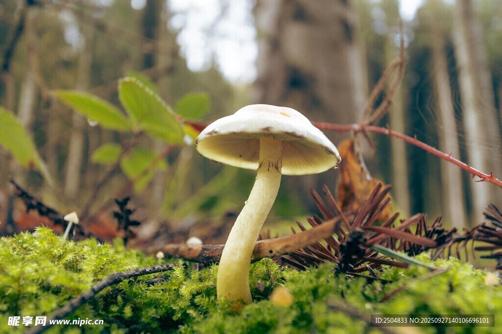 森林中生长的白色蘑菇