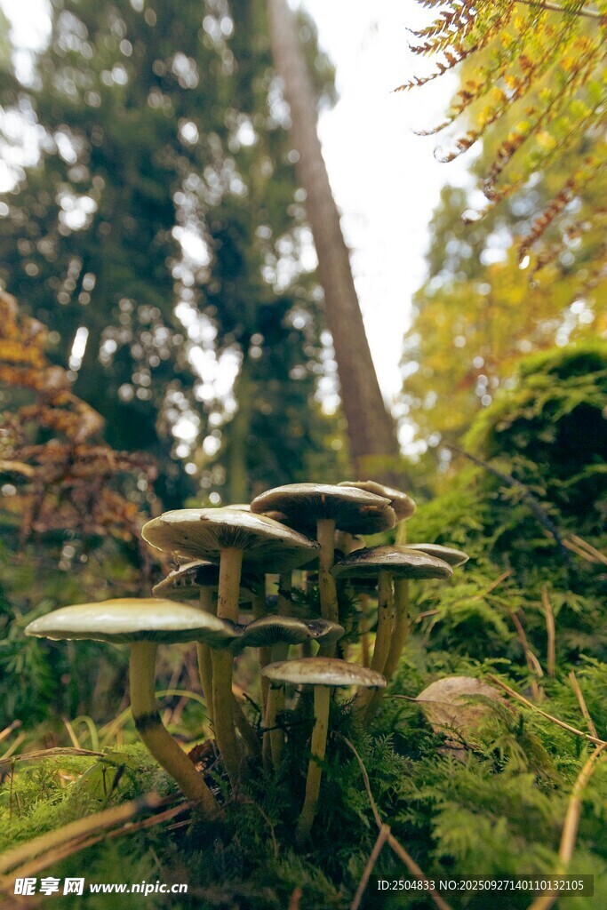 森林中的奇幻蘑菇景观