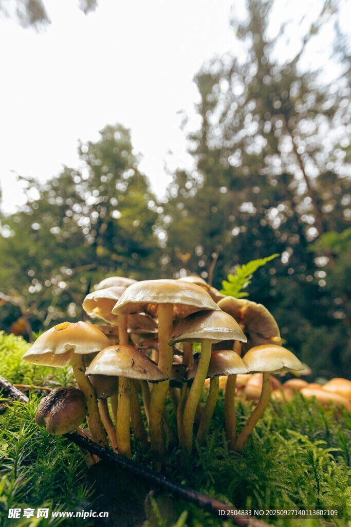 森林中生长的一簇蘑菇