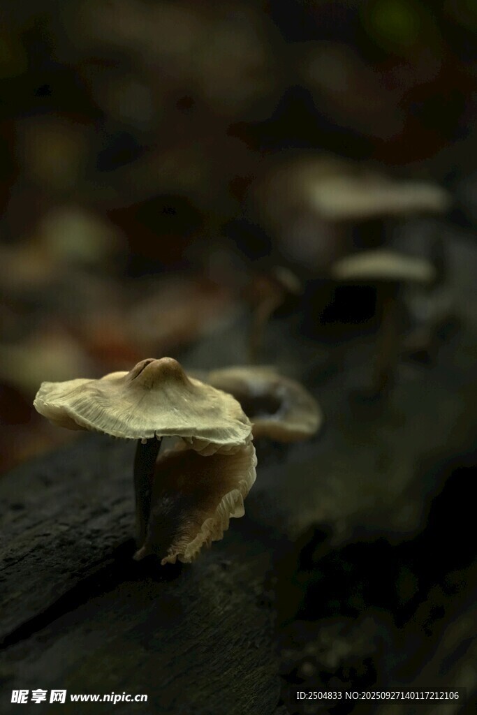 木上生长的蘑菇