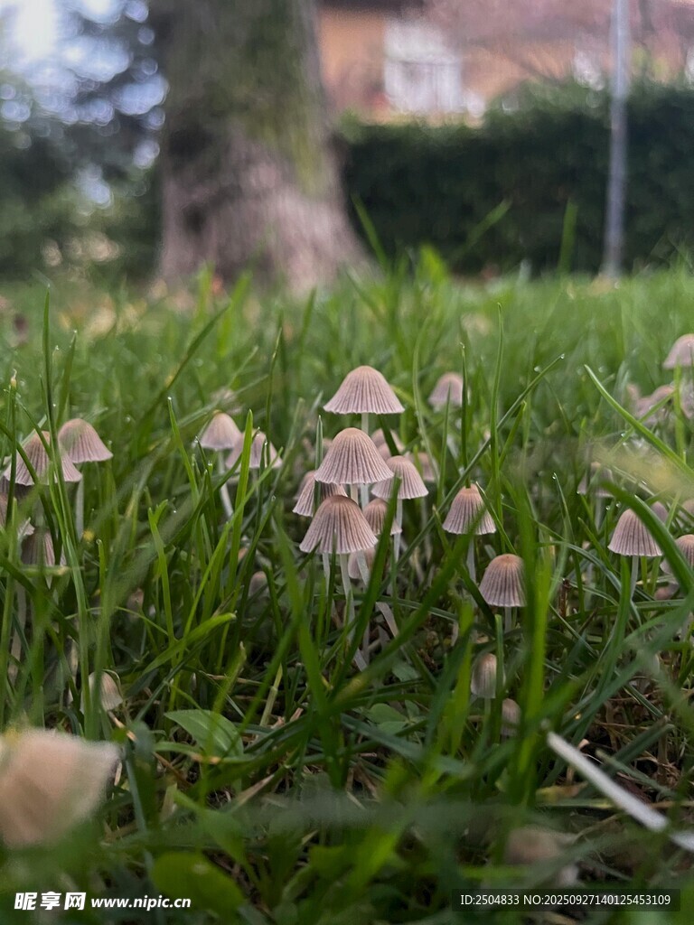 草地上的可爱小蘑菇