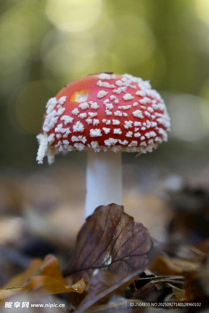 森林中的红白斑点蘑菇