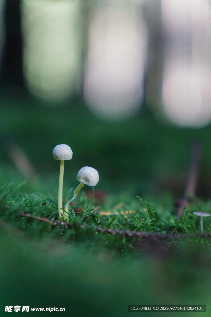 草地上的迷你白色蘑菇