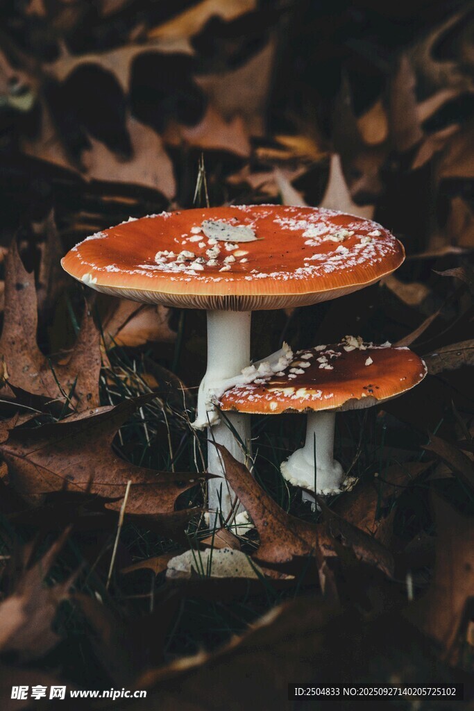 森林中的艳丽毒蘑菇